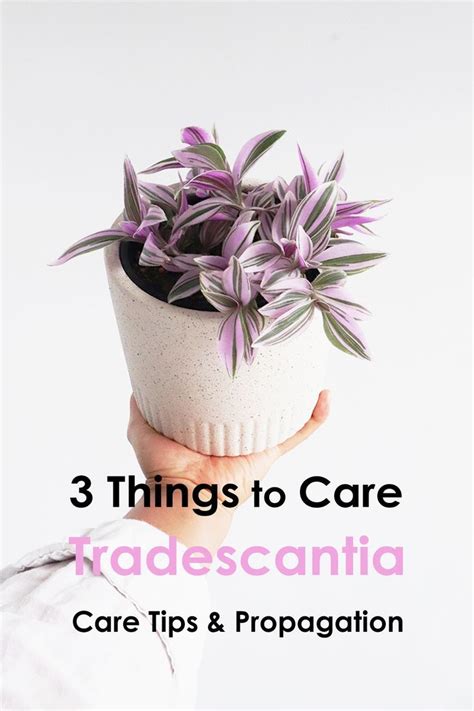 tradescantia moisture meter|tradescantia care tips.